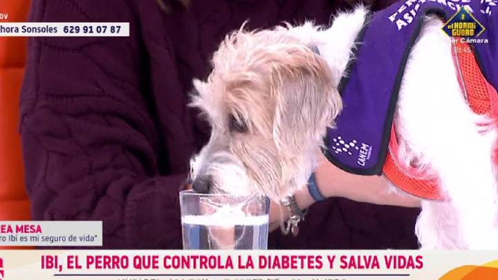 Un invitado muy especial le roba el protagonismo a Sonsoles Ónega: "Tiene sed, ¿Eh?"