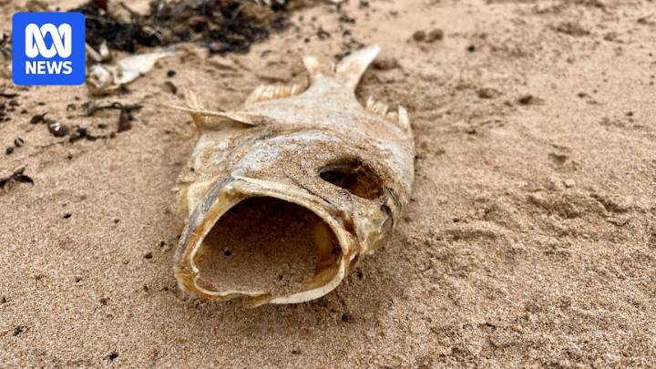 Karenia cristata species source of toxins in SA's algal bloom, scientists believe