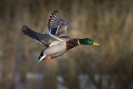 When Does Duck Hunting Season Start in Georgia?