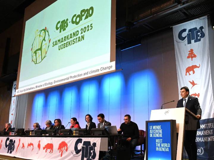 México rendirá cuentas sobre protección de vaquita marina en COP20 de CITES