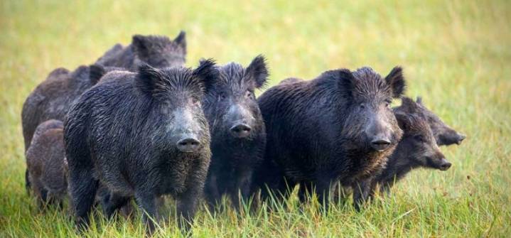 España registra sus dos primeros casos de peste porcina africana desde 1994