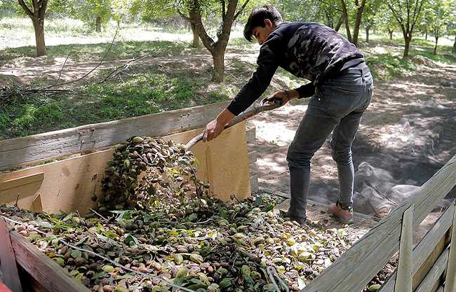 Producción de nuez se desploma un 50%; temen a alza de precios