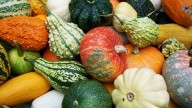 Beneficios y propiedades de comer calabazas regularmente