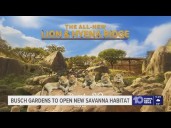 Busch Gardens announces 'Lion & Hyena Ridge', an immersive African habitat coming in 2026