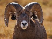 On the Road: Return of the rams