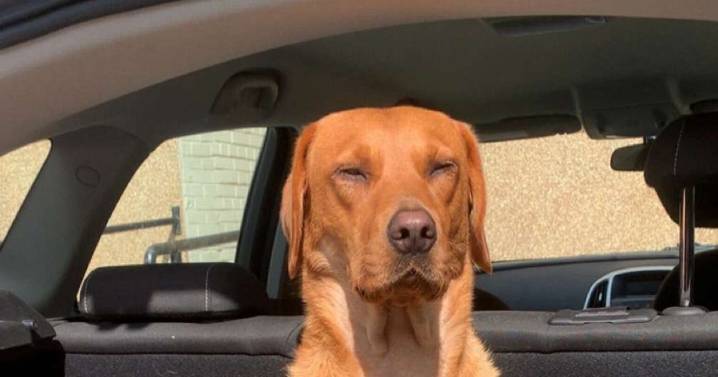 Dog left fighting for life after being bitten by snake on West Highland Way