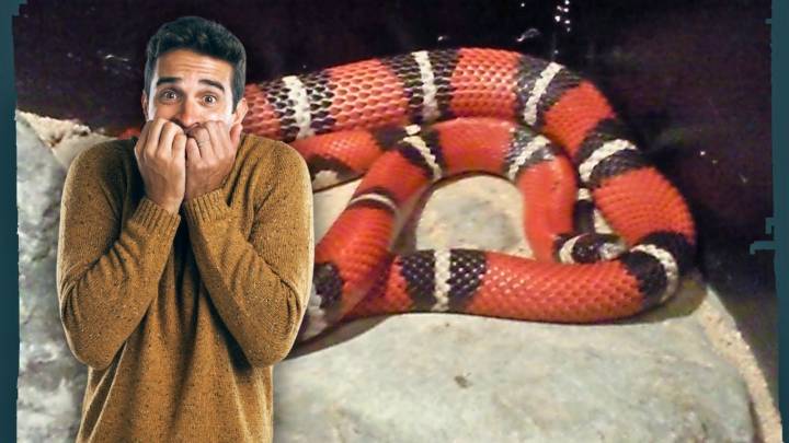 Serpiente ‘coralillo’ causa alarma en Soriana Maldonado; empleados logran captar al reptil