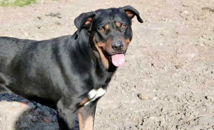 Importante mortandad de perros en Castex