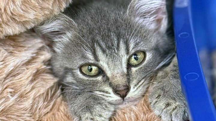 BGWCHS partners with Spine Stop Chiropractic to offer $25 adoptions