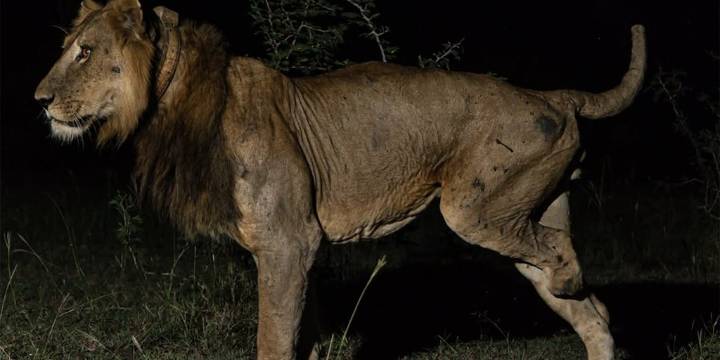 Jacob, el león de tres patas que sobrevivió solo y desarrolló su propia técnica de caza tras quedar gravemente herido