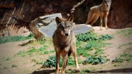 Terra Natura Murcia recibe dos ejemplares de lobo ibérico exclusivos de la Península