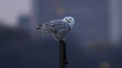 Pair of snowy owls spotted along Lake Michigan beach near near Montrose Point Bird Sanctuary draws crowds in Chicago