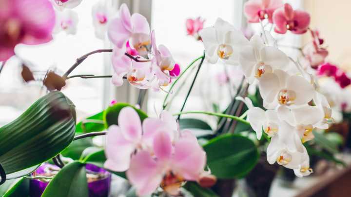 How Often Orchids Should Bloom, And How To Encourage Them If They're Not