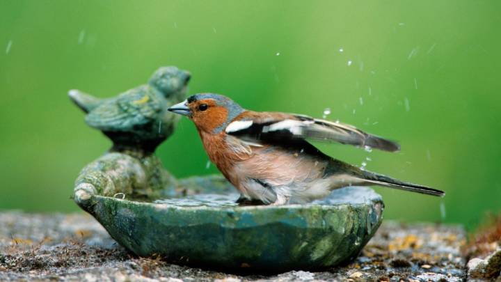 Never use bleach in your birdbath — this cheap pantry staple is safer and more effective
