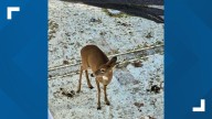 Deer rescued after falling through pool safety net at Holiday World