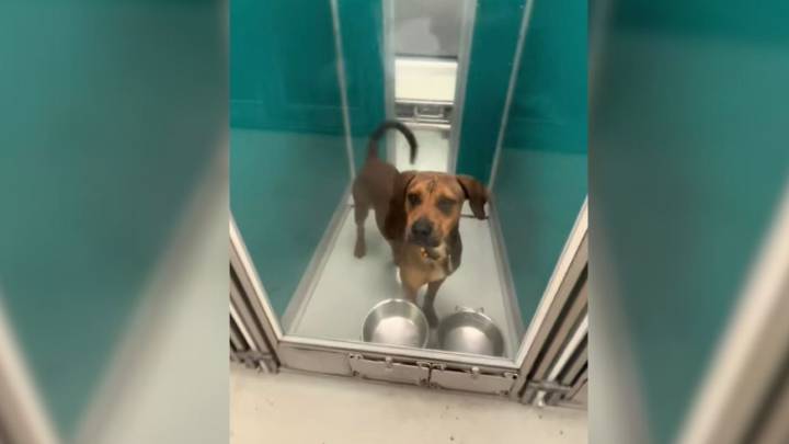 Oklahoma Woman Sees A Shelter Post And Realizes One Dog Has Only Hours Left