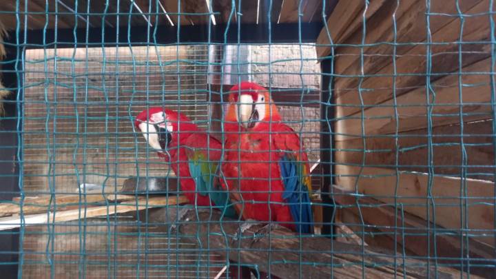 Guacamayos con alas cortadas y monos estresados: Rescatan 24 animales silvestres en Huánuco en 2025