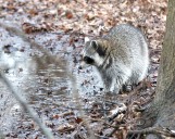 A rabid raccoon just came face-to-face with family dogs in this N.J. town