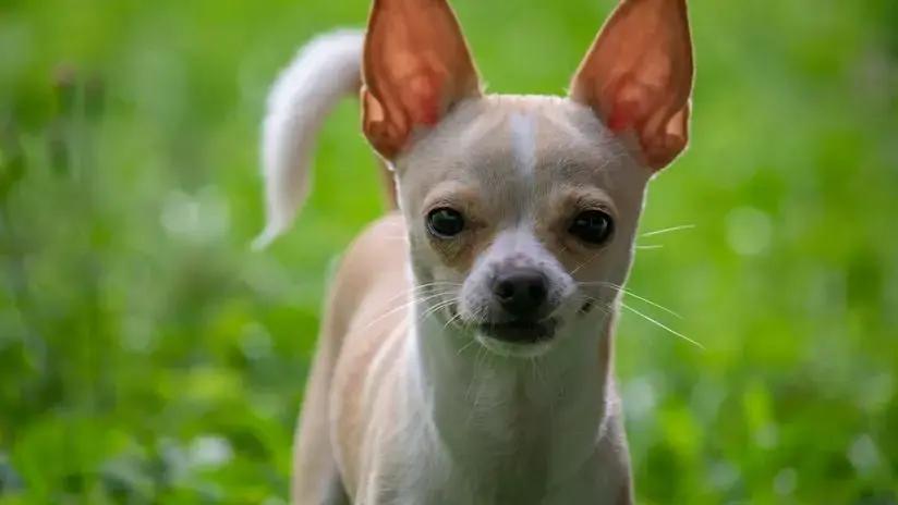 Hasta los chihuahuas: la mayoría de los perros tienen algo de lobo en su interior, según estudios