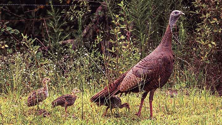When is Florida wild turkey hunting season, at Thanksgiving time?