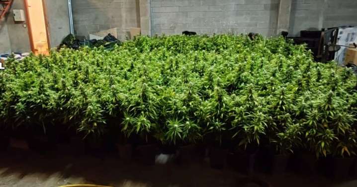 La Guardia Civil incauta más de 1.500 plantas de cannabis y desmantela una red de cultivo en Santiago