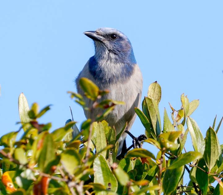 Commentary: Florida birding a quest for common and elusive