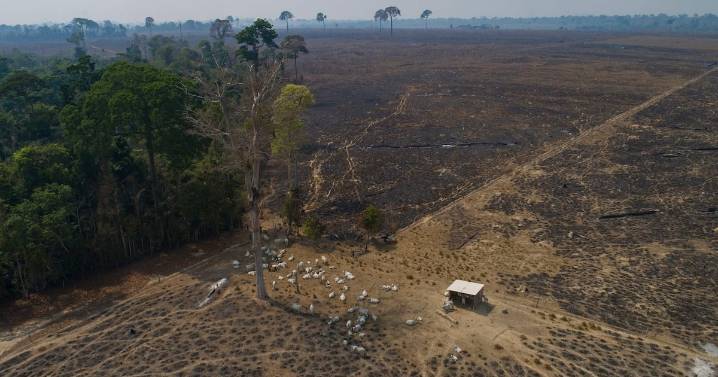 Brazil: Tracking cattle is key to slowing deforestation