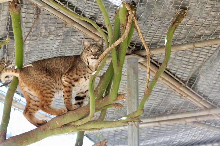 Wildlife sanctuary and rehab center a well-kept Scottsdale secret