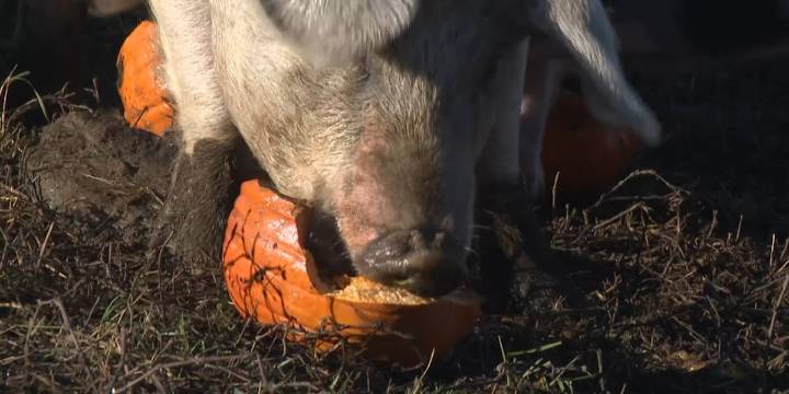 Montgomery farm provides alternative to composting pumpkins