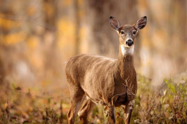 Gov. Morrissey Declares November Wild Game Meat Donation Month