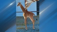 'Kipekee', the spotless giraffe born at Brights Zoo, has passed away