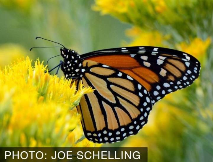 ¿También allí el CO?