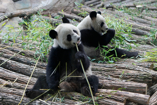 France says 'bon voyage' to 2 giant pandas as they head back to China