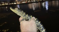 Alligator alert: tiny gator nabbed from Boston’s Charles River before winter woes!