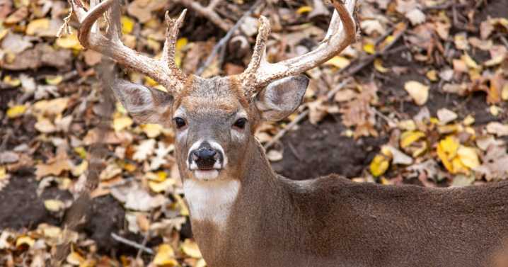 Firearm deer season opens this weekend in Nebraska