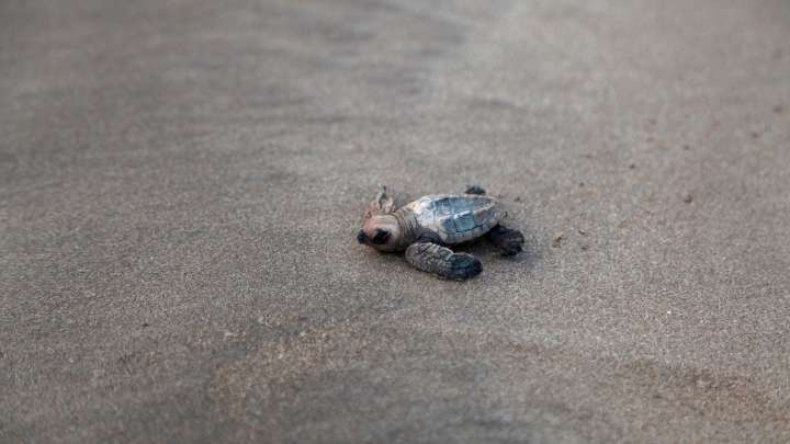 Good news for at-risk turtles: India's olive ridleys make slow recovery : NPR