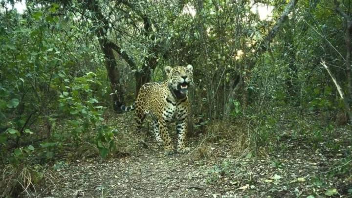 Riesgo de extinción: hallan el radiocollar de la yaguareté Acaí en el Río Bermejo