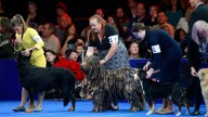 Belgian sheepdog Soleil wins top prize at National Dog Show : NPR