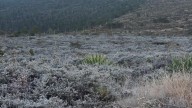Vegetación Amanece Cubierta de Hielo por Bajas Temperaturas en Galeana, Nuevo León