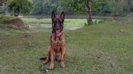 K9 sniffer dog Jubi of Kaziranga National Park passes away after 7 years of service