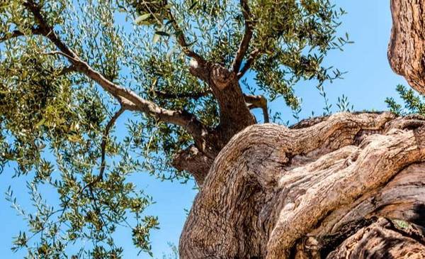 Tiene 4000 años y sigue vivo: el olivo que sigue dando aceitunas