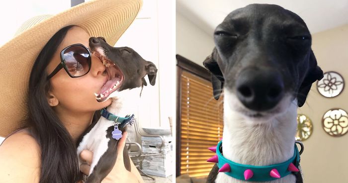 Woman Is Stuck At Home Due To Her Chronic Illness, So She Gets Herself A Dog That Has Funny Human
