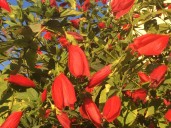 Why you should consider planting this sensational November blooming plant