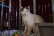 Try before you adopt: San Diego Humane Society's new initiative