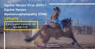 Horse in Larimer County confirmed to have deadly EHV