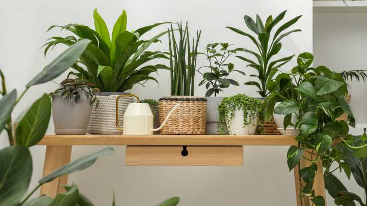 10 Indoor Plants That Tolerate & Thrive In The Heat