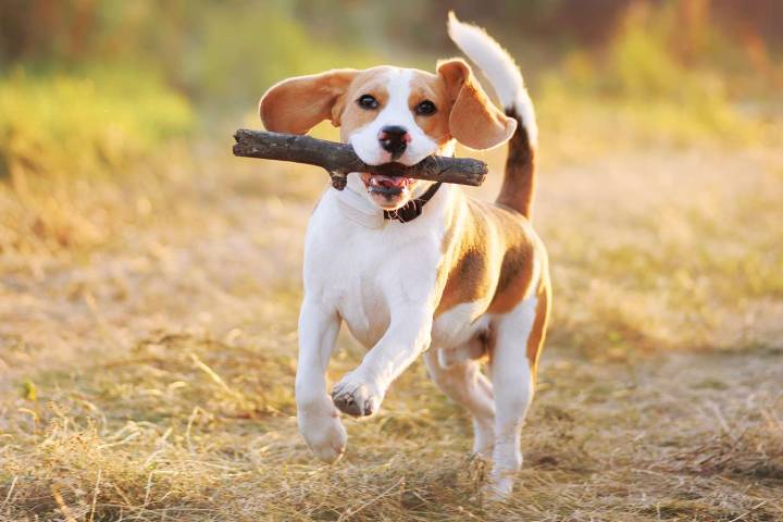 Woman Tells Brother That Making Her Dog Fetch Sticks Isn’t Safe