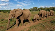 What Is a Group of Elephants Called?