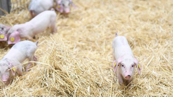 La peste porcina africana compromete las exportaciones españolas de cerdo y derivados