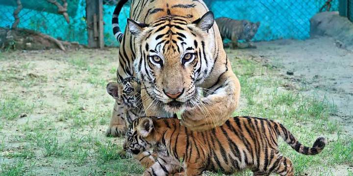 Can leucovorin cure autism? Meet the moms determined to find out